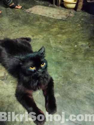 high grade Persian cat